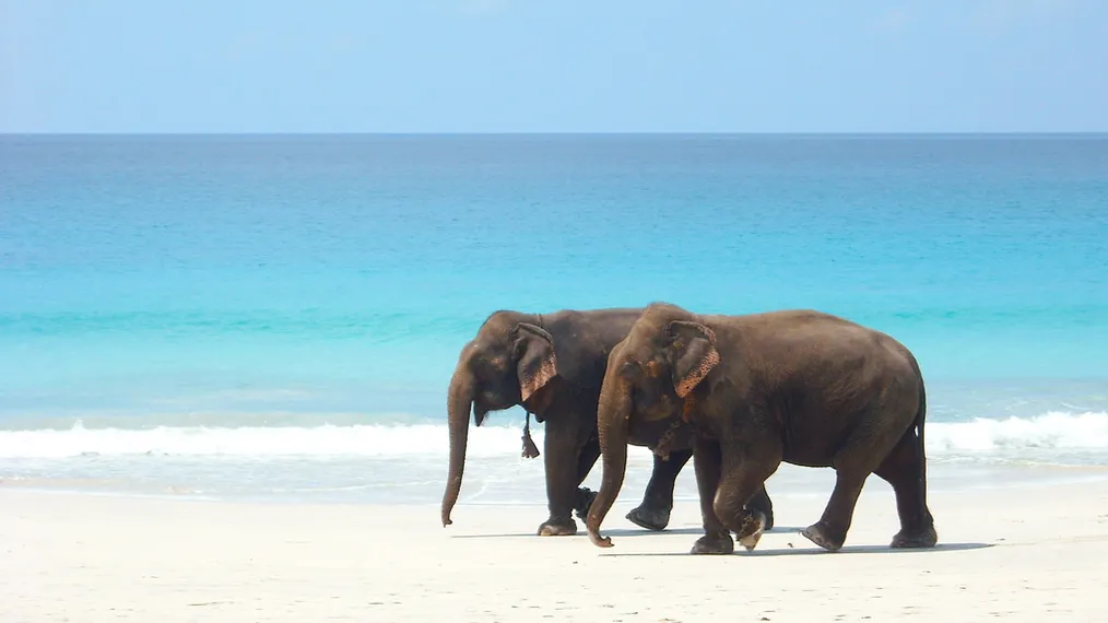 Elephant Beach
