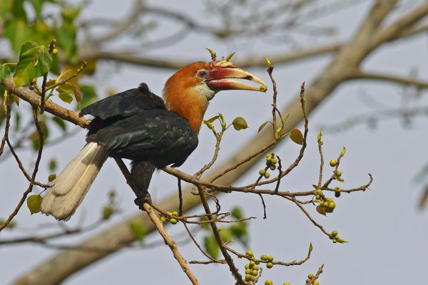 Bird Watching in Andaman – A Paradise for Bird Lovers
