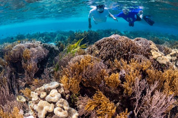Snorkelling in Andaman – A Colorful Coral Safari